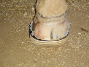laminitis-in-horses